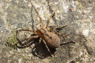 Zoropse à pattes épineuses Zoropsis spinimana (Dufour, 1820)