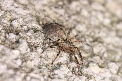 Zoropse à pattes épineuses Zoropsis spinimana (Dufour, 1820)