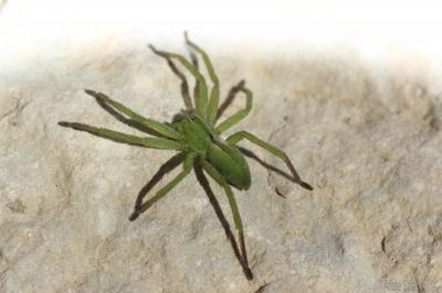  Micrommata Latreille, 1804