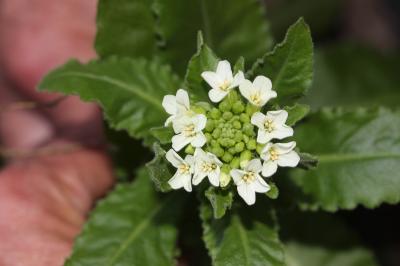 Arabette Tourette Pseudoturritis turrita (L.) Al-Shehbaz, 2005