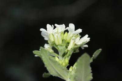 Arabette Tourette Pseudoturritis turrita (L.) Al-Shehbaz, 2005