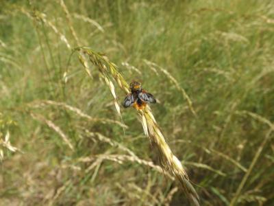  Tachinidae Fleming, 1821