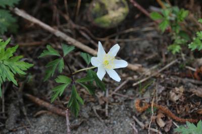 Anémone des bois, Anémone sylvie Anemone nemorosa L., 1753