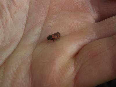  Haematoloma dorsata (Ahrens, 1812)