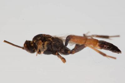  Ichneumonidae Latreille, 1802