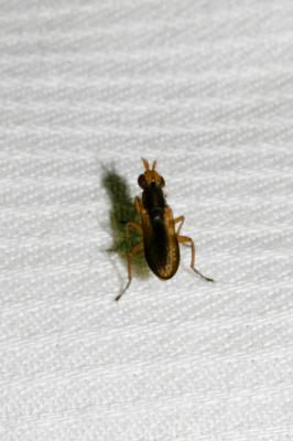  Limnia unguicornis (Scopoli, 1763)