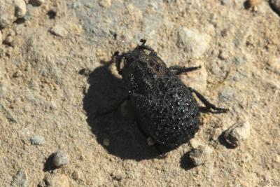 Trox perlatus (Goeze, 1777)