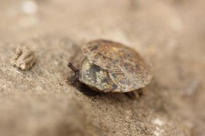 Soucoupe commune Helicigona lapicida (Linnaeus, 1758)