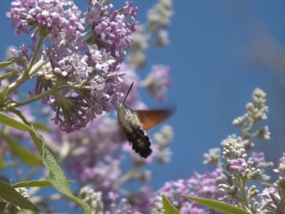 Moro-Sphinx (Le), Sphinx du Caille-Lait (Le) Macroglossum stellatarum (Linnaeus, 1758)