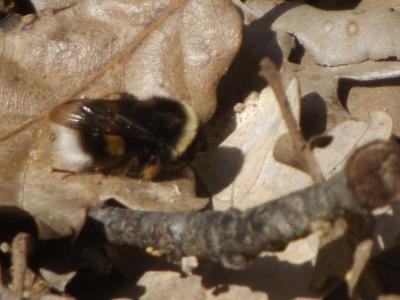  Bombus Latreille, 1802