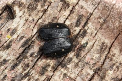  Gnorimus variabilis (Linnaeus, 1758)