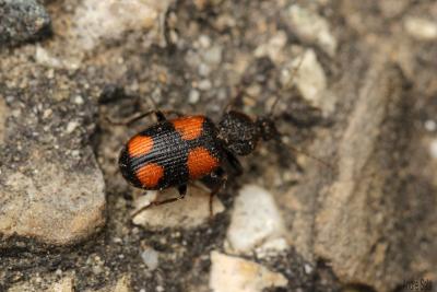  Panagaeus cruxmajor (Linnaeus, 1758)