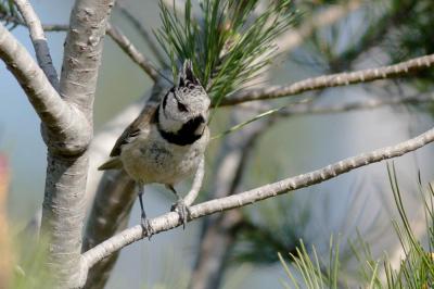 Mésange huppée Lophophanes cristatus (Linnaeus, 1758)