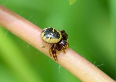 Thomise Napoléon Synema globosum (Fabricius, 1775)