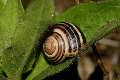 Escargot des jardins Cepaea hortensis (O.F. Müller, 1774)