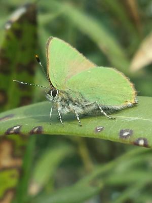 Thécla de la Ronce (La), Argus vert (L') Callophrys rubi (Linnaeus, 1758)