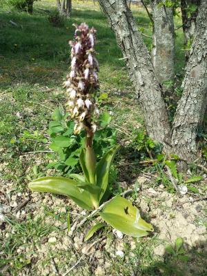 Orchis géant, Orchis à longues bractées, Barlie Himantoglossum robertianum (Loisel.) P.Delforge, 1999