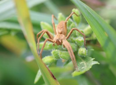 Pisaure admirable Pisaura mirabilis (Clerck, 1758)