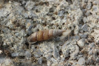 Perlée commune Papillifera papillaris (O.F. Müller, 1774)