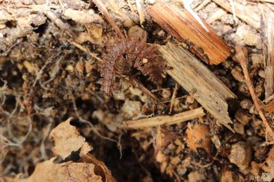  Polydesmus angustus Latzel, 1884