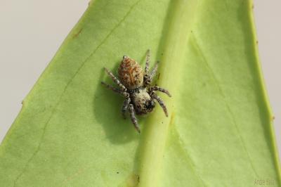  Carrhotus xanthogramma (Latreille, 1819)