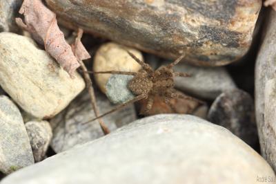 Lycose cendrée Arctosa cinerea (Fabricius, 1777)