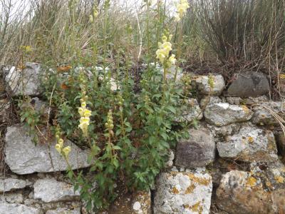 Muflier Antirrhinum majus var. pseudomajus Rouy, 1882