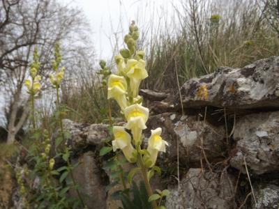 Muflier Antirrhinum majus var. pseudomajus Rouy, 1882