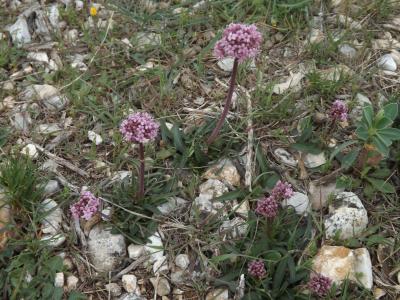 Valériane tubéreuse Valeriana tuberosa L., 1753