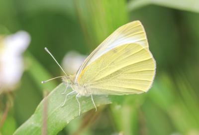 Piéride de la Rave (La), Petit Blanc du Chou (Le), Pieris rapae (Linnaeus, 1758)