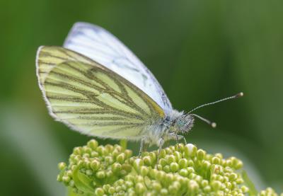 Piéride du Navet (La), Papillon blanc veiné de ver Pieris napi (Linnaeus, 1758)