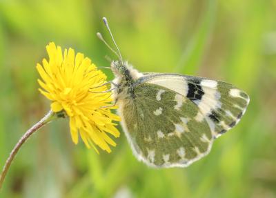 Marbré-de-vert (Le), Piéride du Réséda (La), Marbr Pontia daplidice (Linnaeus, 1758)
