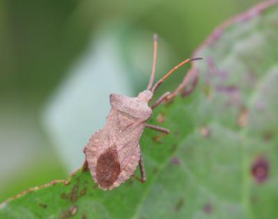 Corée marginée Coreus marginatus (Linnaeus, 1758)