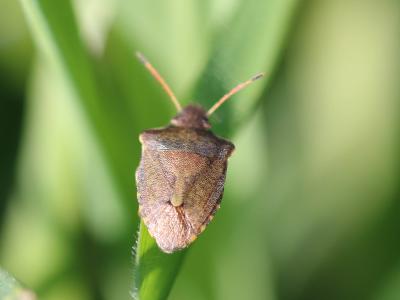  Peribalus strictus (Fabricius, 1803)