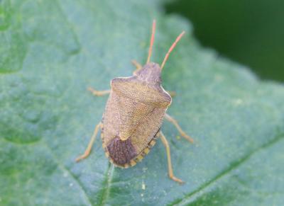  Peribalus strictus (Fabricius, 1803)