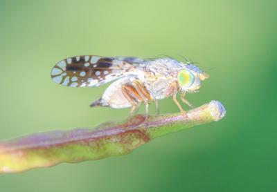  Tephritis pulchra (Loew, 1844)