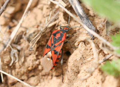  Spilostethus pandurus (Scopoli, 1763)