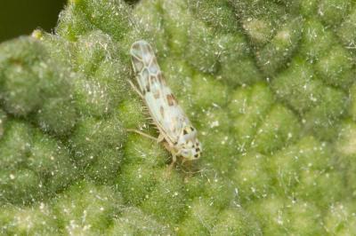  Eupteryx melissae Curtis, 1837