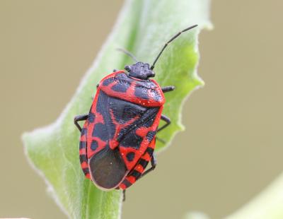  Eurydema ventralis Kolenati, 1846