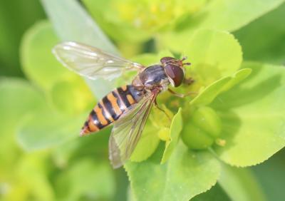  Episyrphus balteatus (De Geer, 1776)