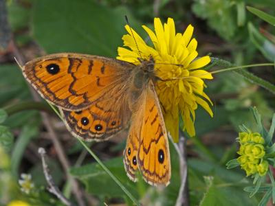Mégère (La), Satyre (Le) Lasiommata megera (Linnaeus, 1767)