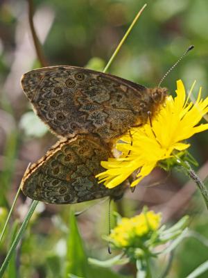 Mégère (La), Satyre (Le) Lasiommata megera (Linnaeus, 1767)