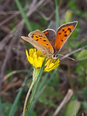 Cuivré commun (Le), Argus bronzé (L'), Bronzé (Le) Lycaena phlaeas (Linnaeus, 1760)