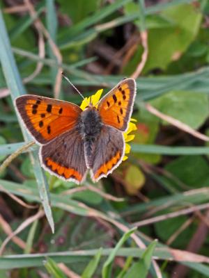 Cuivré commun (Le), Argus bronzé (L'), Bronzé (Le) Lycaena phlaeas (Linnaeus, 1760)
