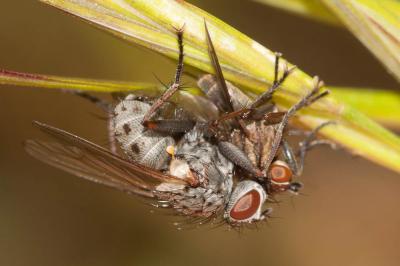  Coenosia tigrina (Fabricius, 1775)