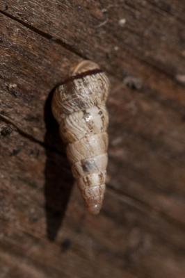 Cornet étroit Cochlicella acuta (O.F. Müller, 1774)