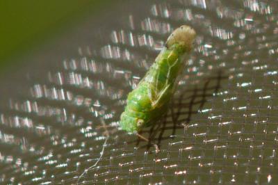  Psyllidae Latreille, 1807