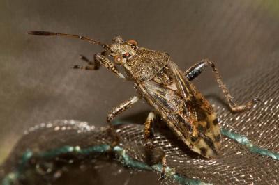  Stictopleurus punctatonervosus (Goeze, 1778)