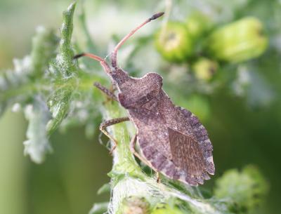  Enoplops scapha (Fabricius, 1794)