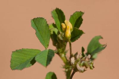 Luzerne polymorphe, Luzerne à fruits nombreux Medicago polymorpha L., 1753